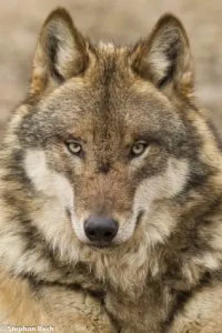 Bild: Tierfotografie im Tierpark Sababurg in der Kleingruppe