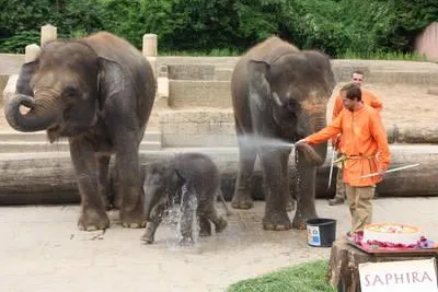 NDR tauft Baby-Elefant im Erlebnis-Zoo Hannover Bild: NDR tauft Baby-Elefant im Erlebnis-Zoo Hannover