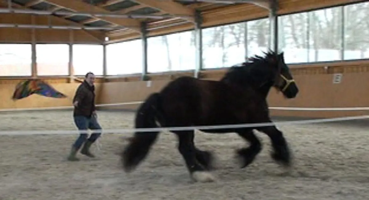 Mit dem Pferd Führen lernen: experimentieren mit Distanz und Nähe.