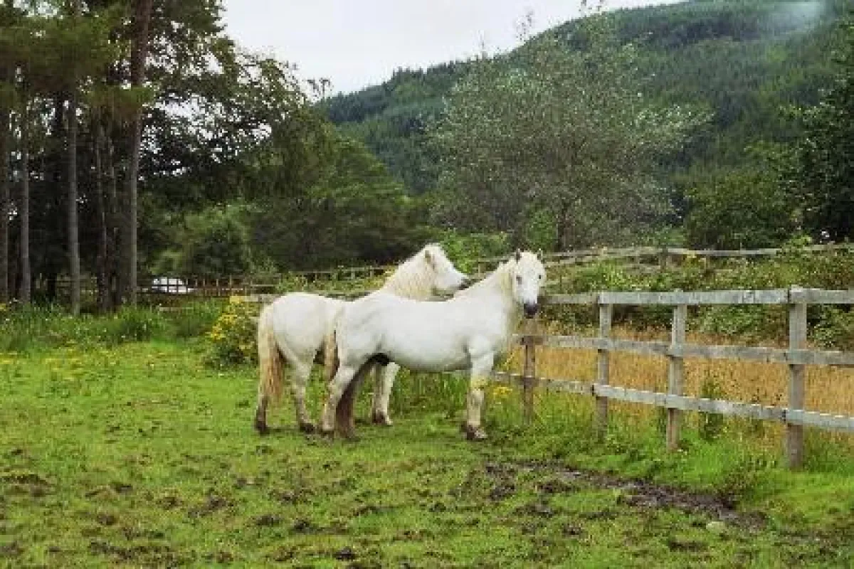 Highlandponies des Gestüts Lochalsh in Schottland