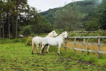 Bild: Reisebericht – Lochalsh Stud, ein Highlandponygestüt an der Westküste Schottlands