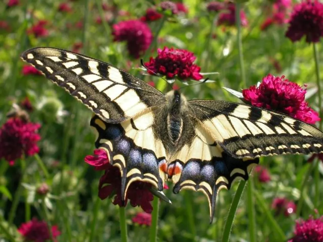 In Süddeutschland, Österreich und der Schweiz sieht man den auffälligsten Schmetterling Mitteleuropas häufiger – hier sitzt der Schwalbenschwanz auf einer Skabiose (Scabiosa atropurpurea) in einem son