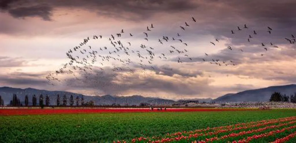 Copyright Ying Chen