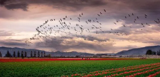 Bild: Eintauchen und aufblühen im Pazifischen Nordwesten