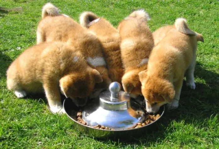 Bild: Knochen, Kochreste, Kalorien: Die richtige Hundeernährung