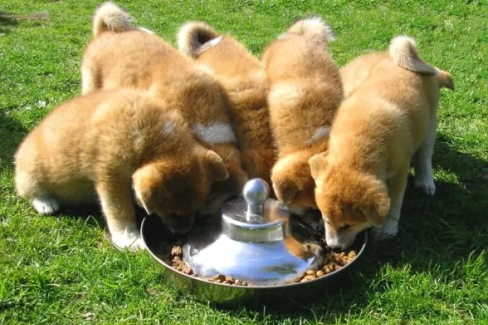 Bild: Knochen, Kochreste, Kalorien: Die richtige Hundeernährung