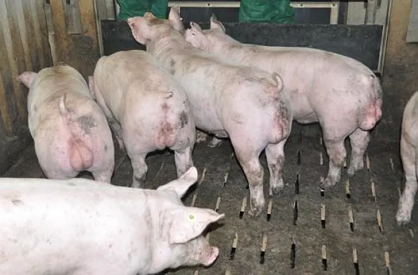 Bild: Ferkelproduktion: ab 31.12. 2018 – Verbot der betäubungslosen Kastration