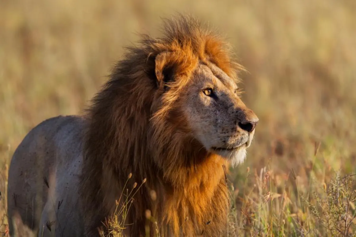 Tansania Löwe in der Serengeti