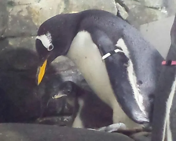 Bild: Pinguinbaby am Bodensee geschlüpft!