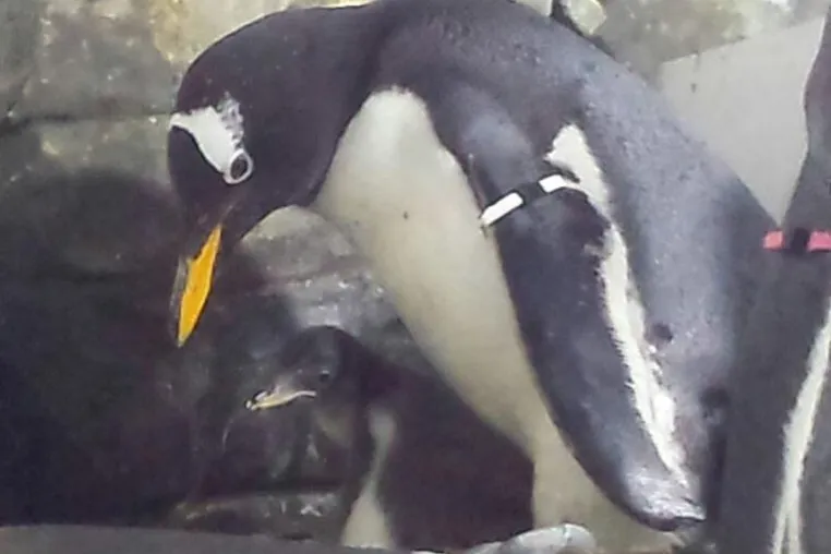 Pinguinbaby am Bodensee geschlüpft! Bild: Pinguinbaby am Bodensee geschlüpft!