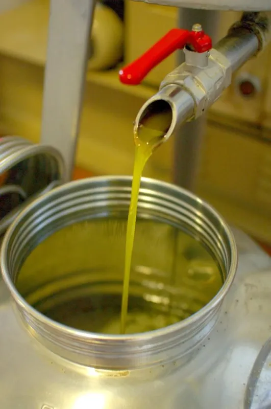 Umbriens flüssiges Gold In der Ölmühle kann man bei der Pressung dabei sein