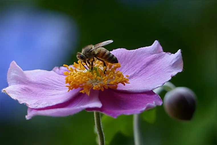 Bild: Die heilende Wirkung aus dem Bienenstock