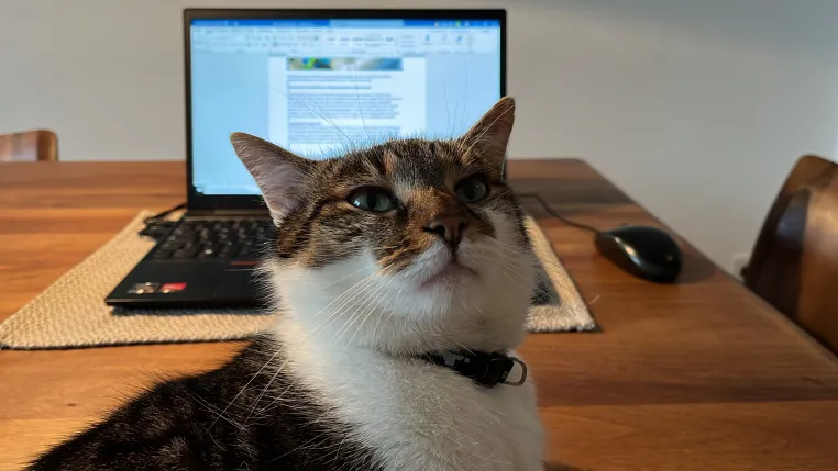 Bild: Warum Katzen in Video-Meetings die Kommunikation verändern