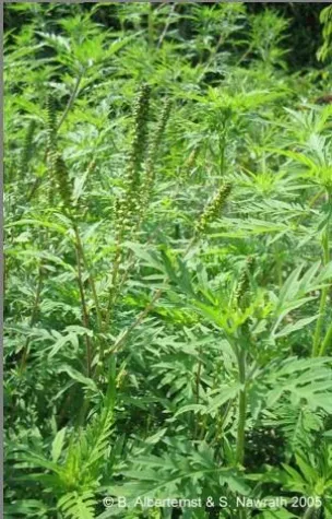 Heuschnupfen im Herbst? Bild: Heuschnupfen im Herbst?