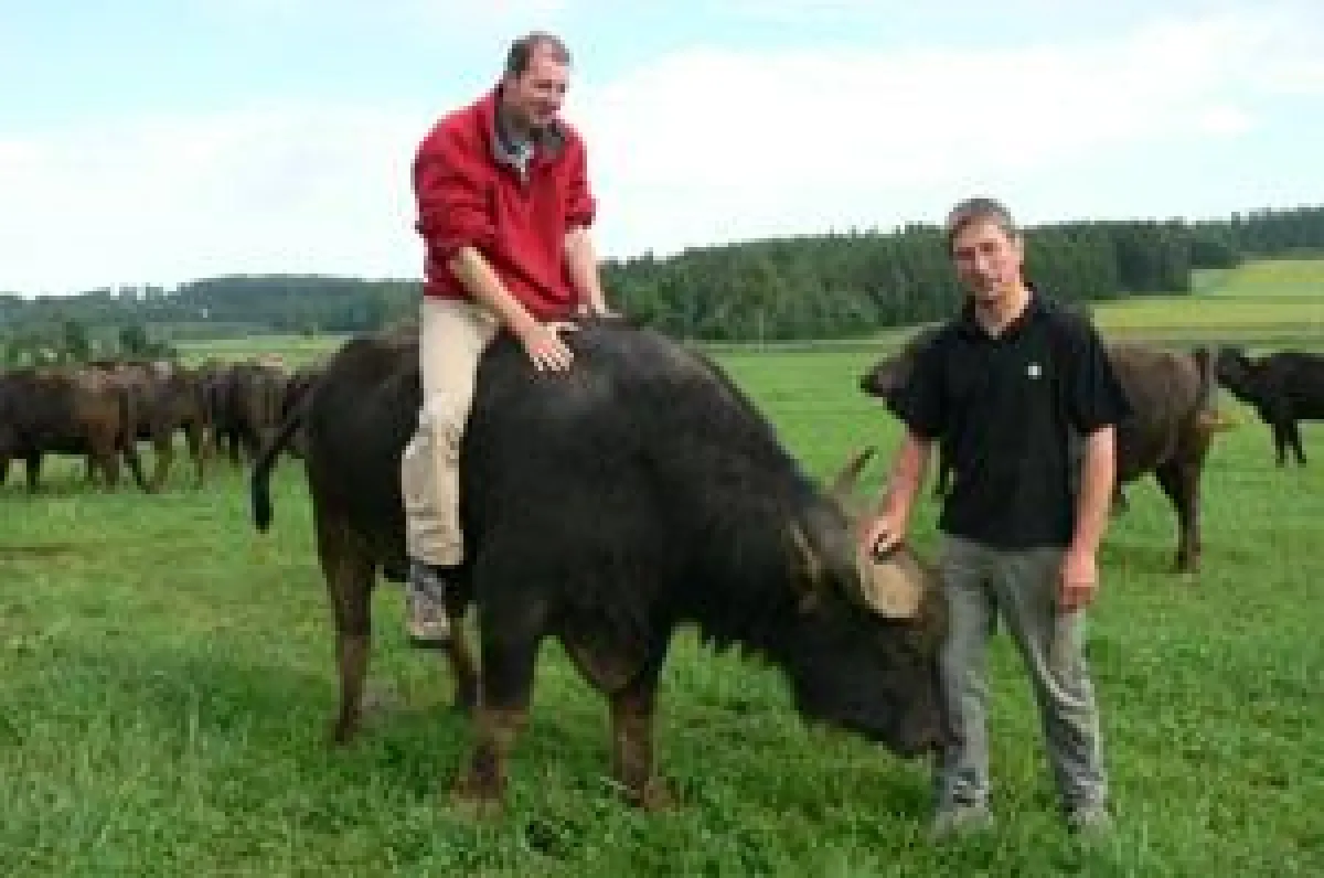 Mutige können auf der Albhoftour auch den Ritt auf dem Büffel wagen