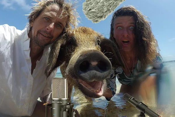 Bild: Tiere vor der Kamera. Heute: Ein Schwein auf einer karibischen Insel