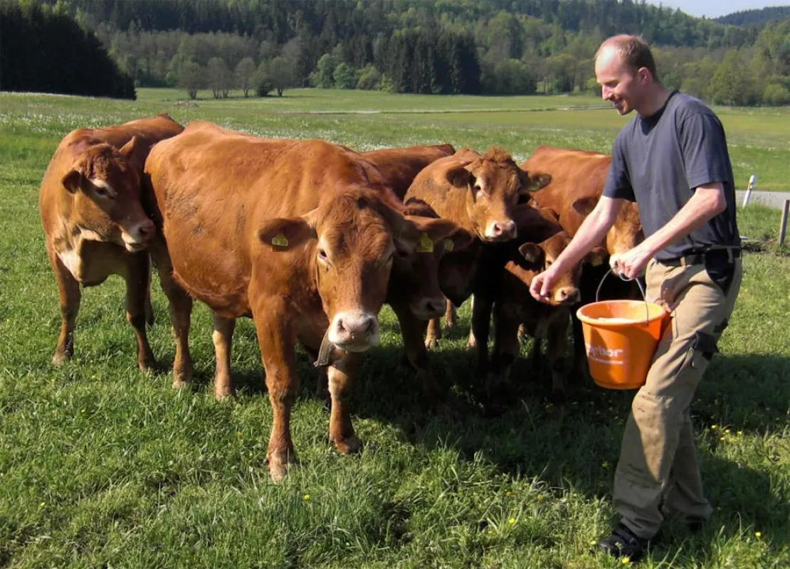 Stefan Fenzel bei der nun neuen Arbeit mit seinen Limousin-Rindern