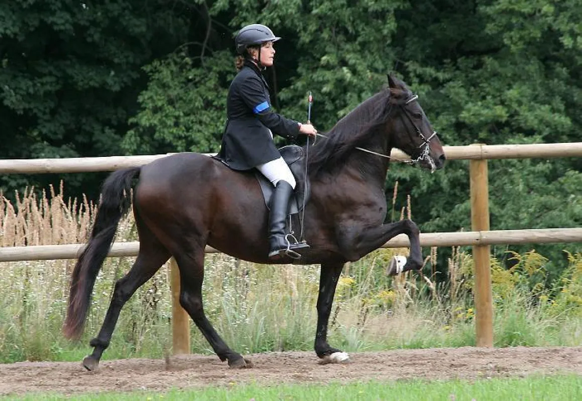 Gangpferd des Jahres 2008: Zafiro MK (Bild: Ellen Vierhaus)