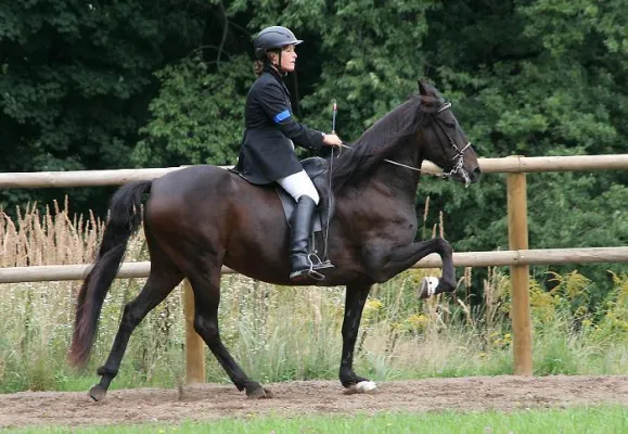 Das Gangpferd des Jahres 2008 heißt Zafiro MK Bild: Das Gangpferd des Jahres 2008 heißt Zafiro MK