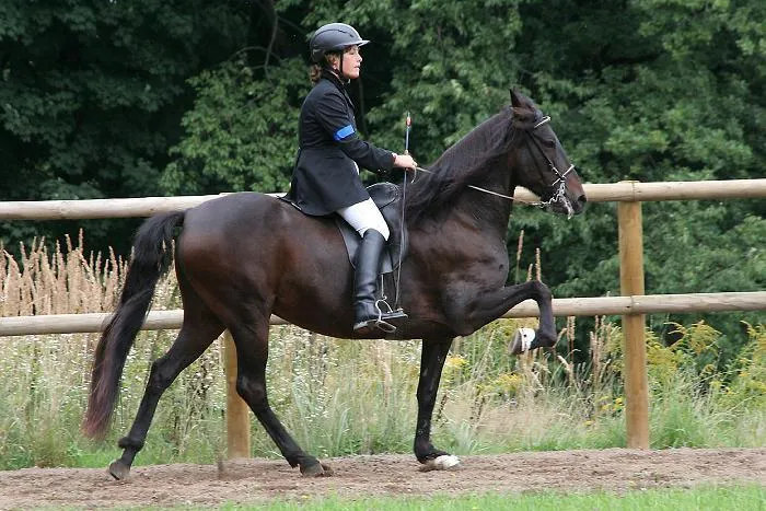Das Gangpferd des Jahres 2008 heißt Zafiro MK Bild: Das Gangpferd des Jahres 2008 heißt Zafiro MK