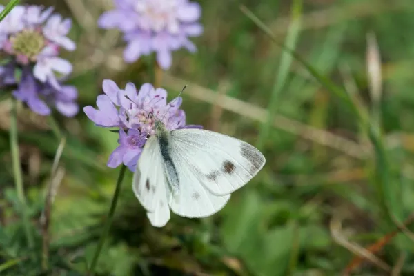 Bild: Ein wärmeliebender Falter erobert die Nordsee – explosionsartige Verbreitung «dank» Klimawandel