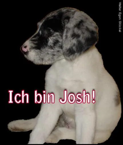 Sonderwerbung im Online-Buch zur Lebensgeschichte des Hundes Josh Bild: Sonderwerbung im Online-Buch zur Lebensgeschichte des Hundes Josh