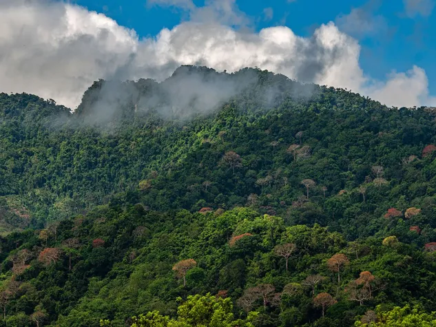 Bild: forsa-Studie: CO2-Rekord – Deutsche übernehmen Verantwortung – naturbasierte Lösungen punkten