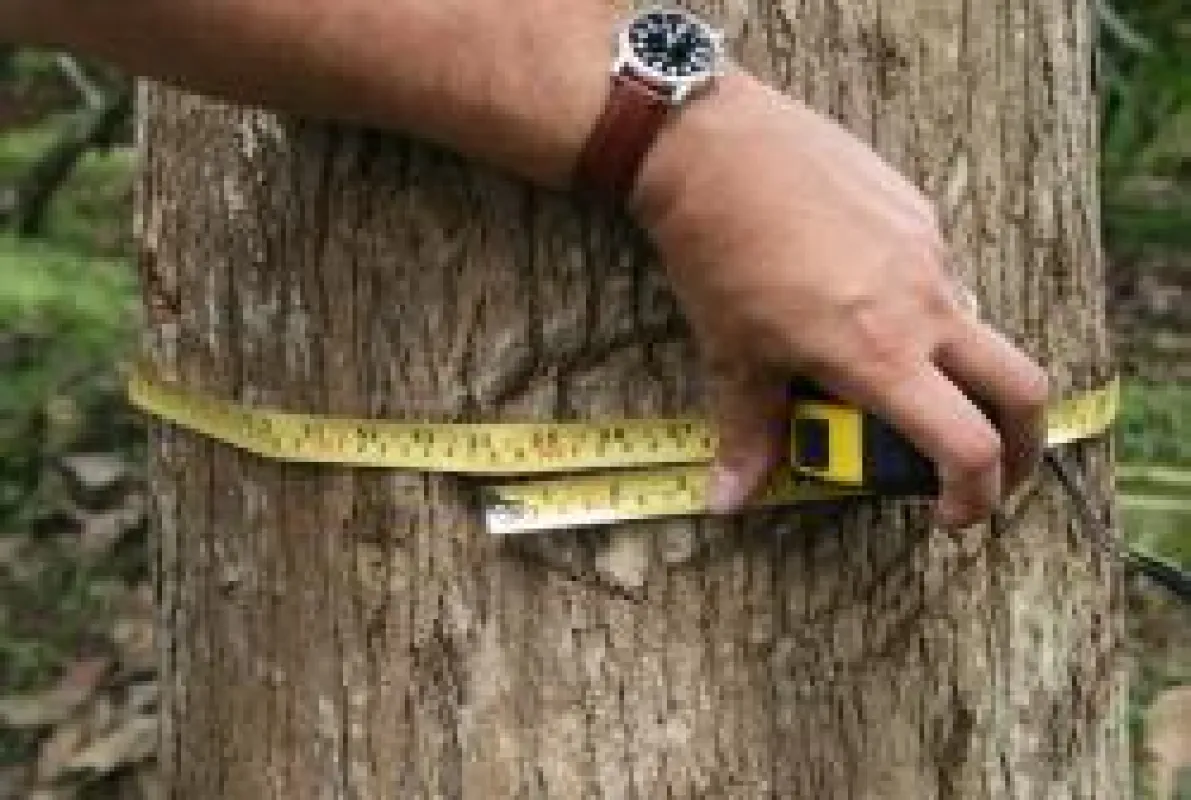 Teak-Ernte