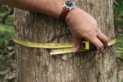 Bild: Holz: Als langfristiger Sachwert unschlagbar