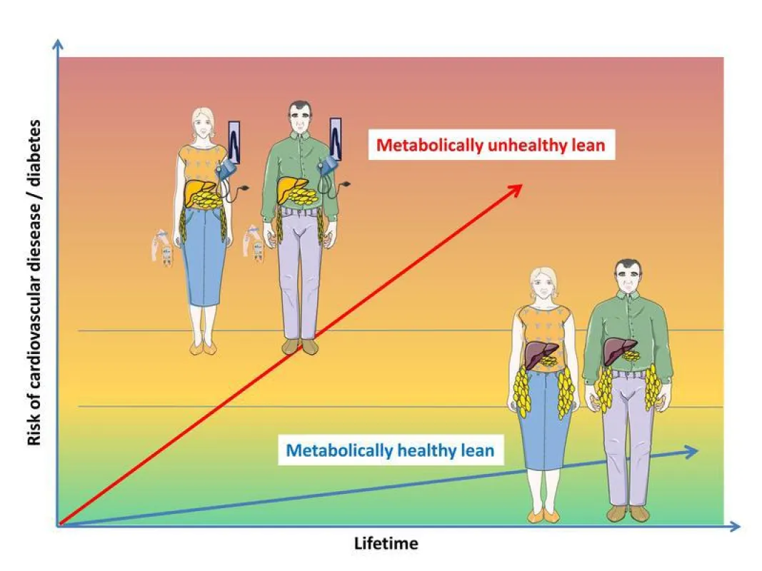 People who are of normal weight but metabolically unhealthy have a more than three-fold higher risk of mortality and/or cardiovascular events. (Image source: IDM)