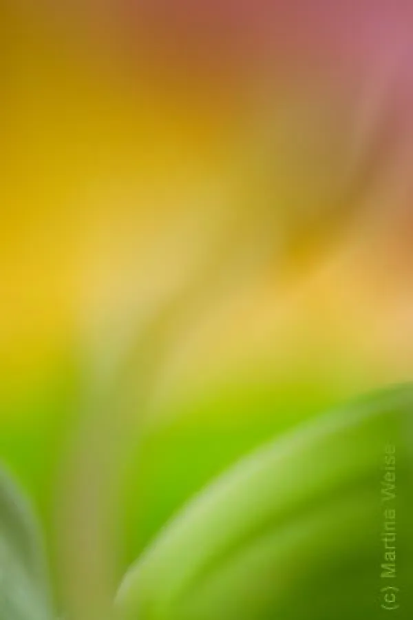 copyright Martina Weise