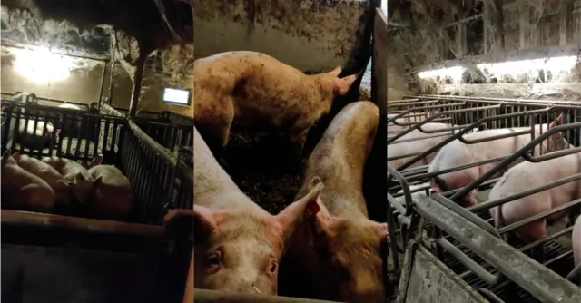 Bild: Neue Beweise belasten Schweinezucht des Bauernfunktionärs aus Rheinland-Pfalz