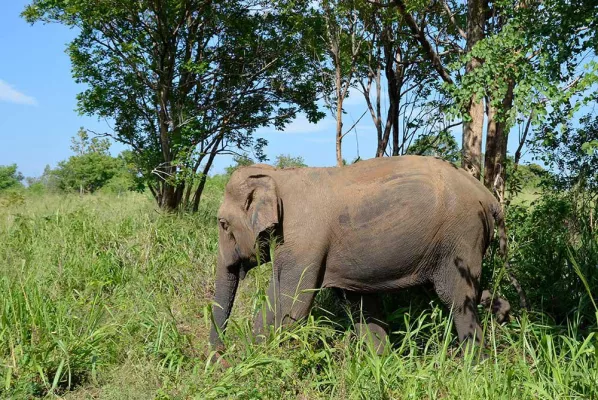 Bild: Naturreisen in Sri Lanka - Umwerfendes Naturspektakel Sri Lanka