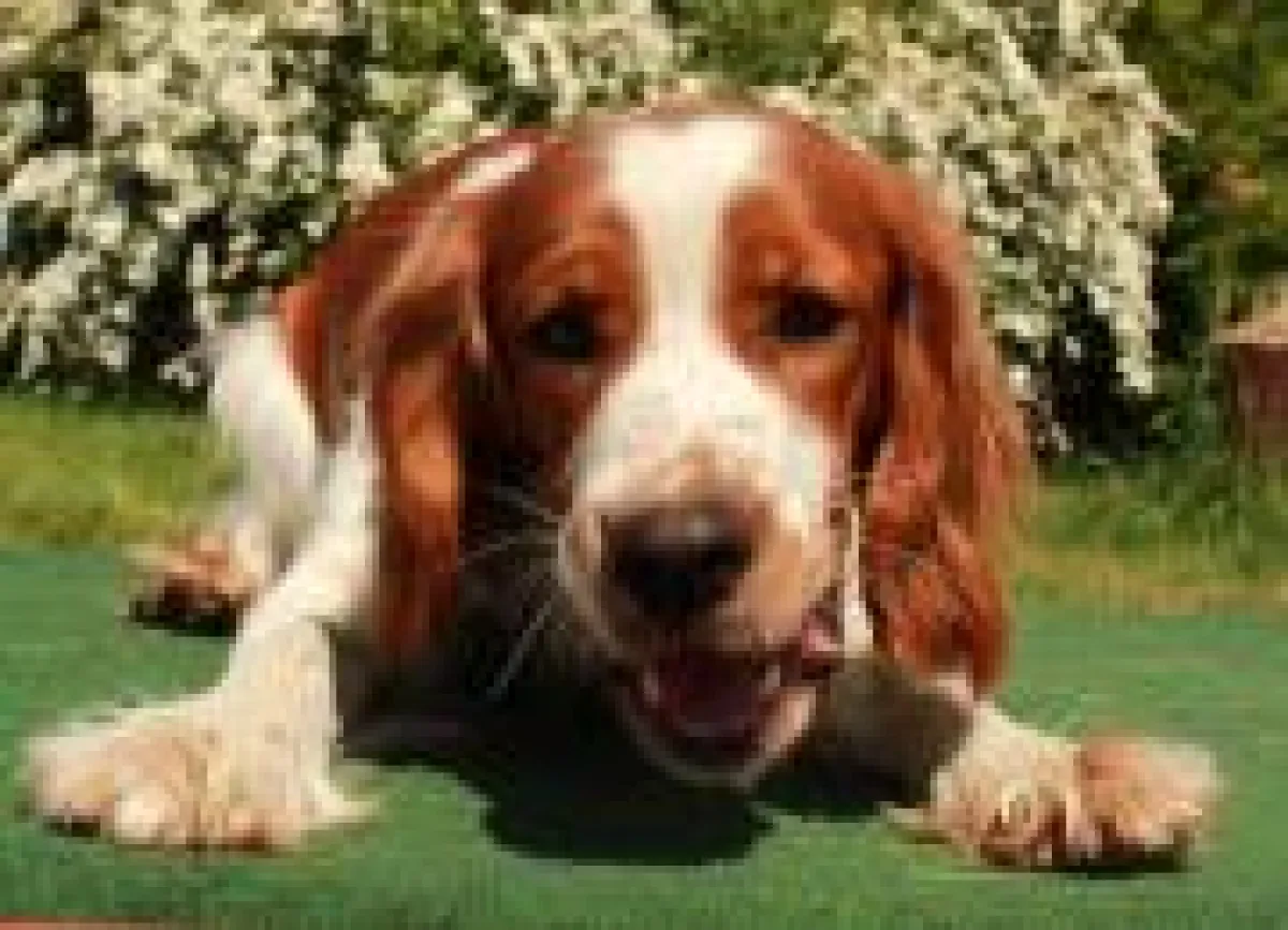 Ein gut erzogener Hund. Foto: Medienbüro Gäding/ Marcel Gäding