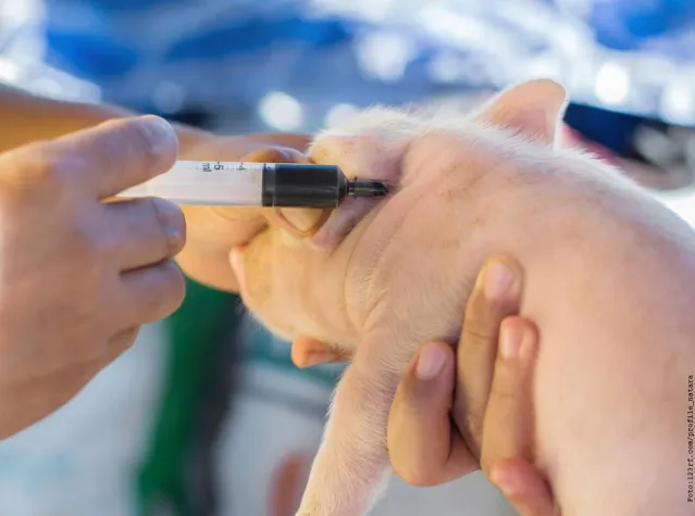 Bild: Forscher setzen Affen Schweineherze ein