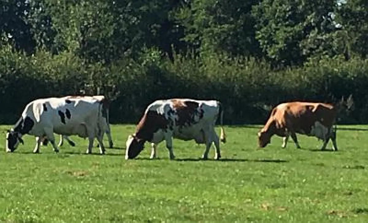 Standweiden für Kühe haben Vorteile