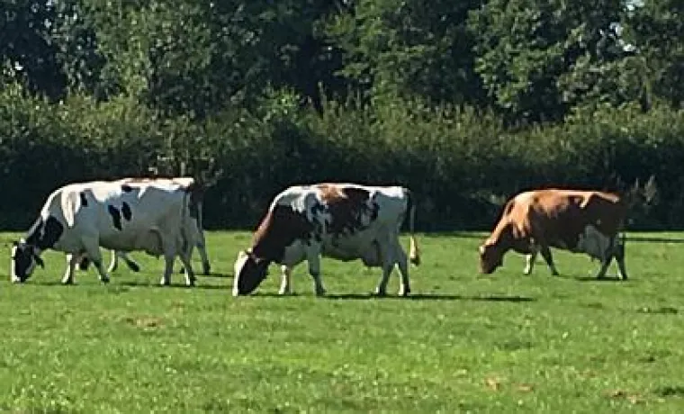 Bild: Wir sind es unseren Kühen schuldig