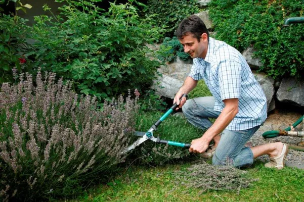 Bild: Gartentipps für den August: Jetzt ernten, kürzen, säen