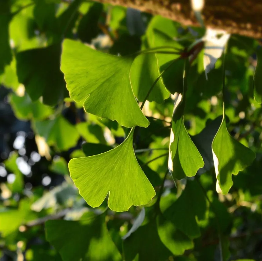 Bei den ersten Anzeichen einer Demenz