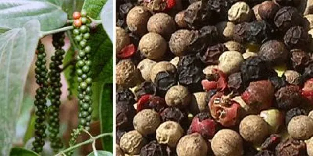 Bild: MasterCuisine gesund: Pfeffer aus der Mühle