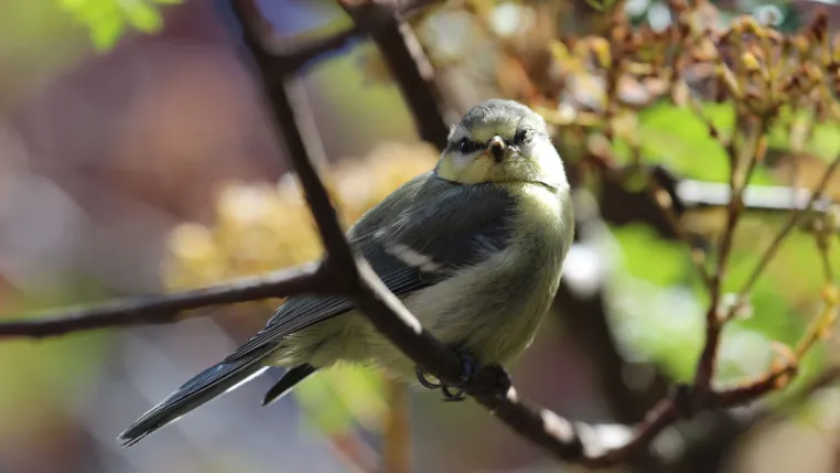 Bild: Waldtyp prägt Vogelgemeinschaften das ganze Jahr über