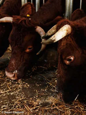 Natürlich haben Kühe Hörner – aus guten Gründen Bild: Natürlich haben Kühe Hörner – aus guten Gründen