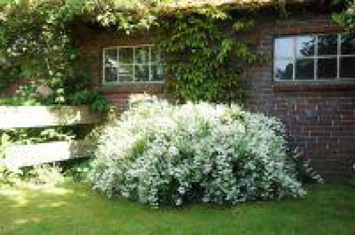 Bild: Bienenmagnet für den Vorgarten