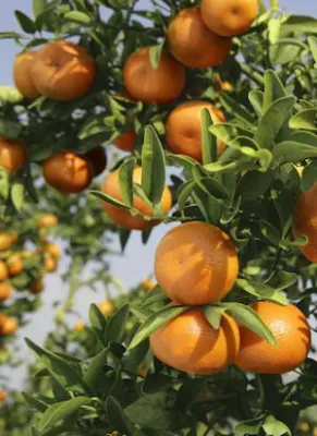 Bild: Die erfrischendste Clementine der Welt, gibt es die? SanLucar behauptet „Ja“, eröffnet ClemenGold™-Saison