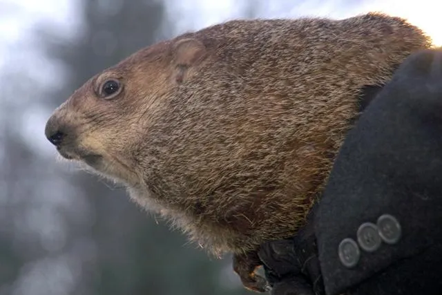 Bild: Pennsylvania: Wetterfrosch im Pelz: Hat Murmeltier Phil den richtigen Riecher?