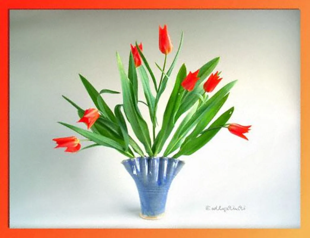 Fächervase für die Glückszahl 7 - pro Fach eine Tulpe