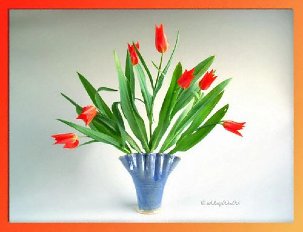 Fächervase für die Glückszahl 7 - pro Fach eine Tulpe