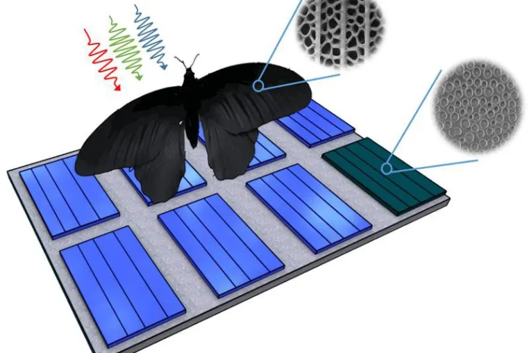 Bild: Schmetterlingsflügel inspiriert Photovoltaik: Absorption lässt sich um bis zu 200 Prozent steigern