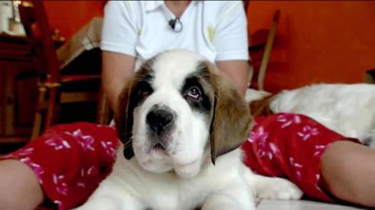 Die kleine Heidi hat noch großes vor sich: Aus ihr soll mal ein richtiger Therapie- und Seenotrettungshund werden.