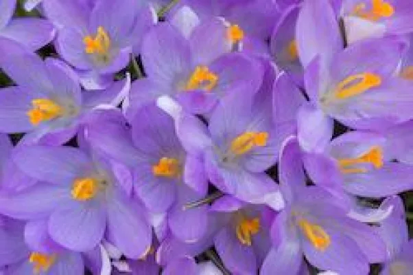 Bild: Blütenpracht und Pollenfracht - Neue Frühlingsbilder beim Bildarchiv irispix